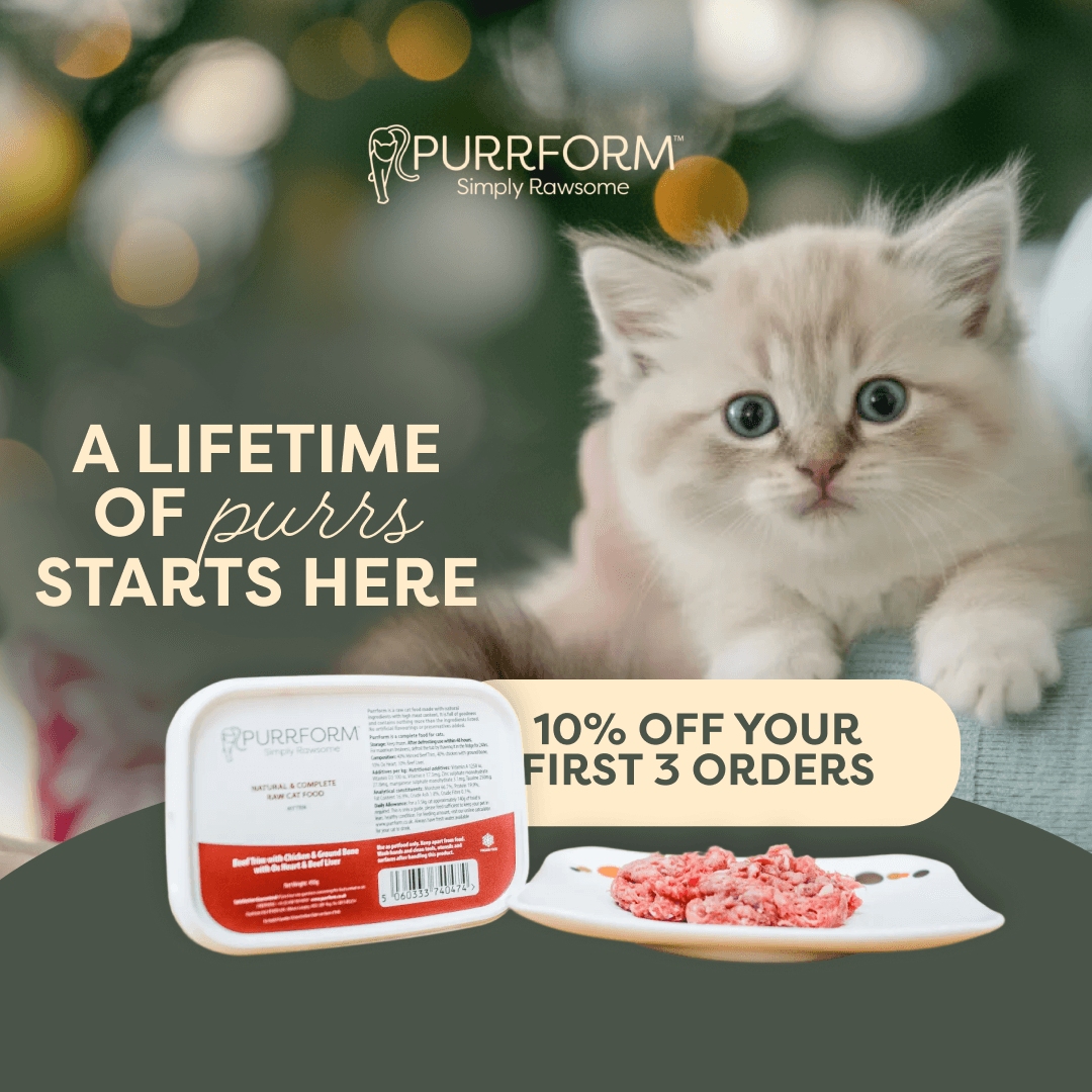 Purrform · Campaign, Social, 2026