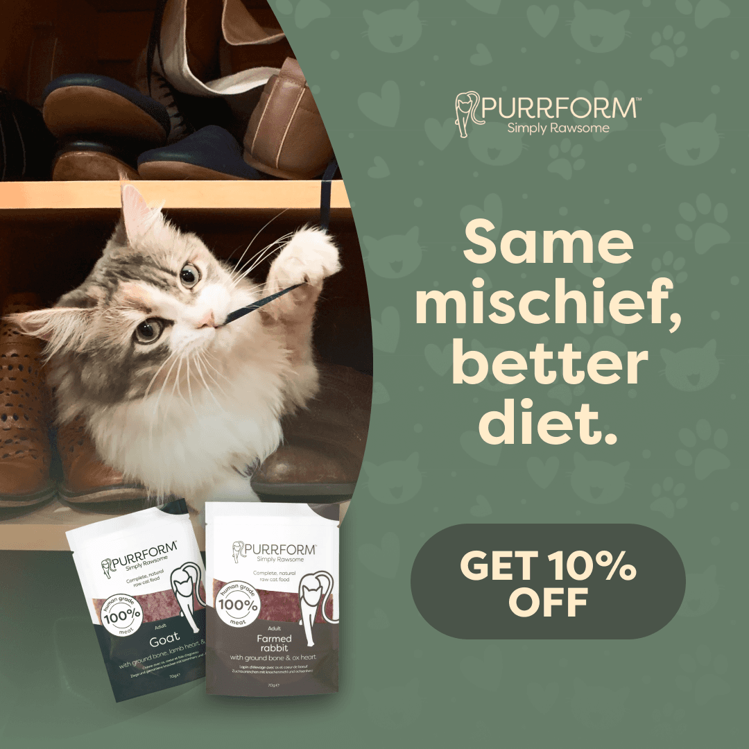 Purrform · Campaign, Social, 2026